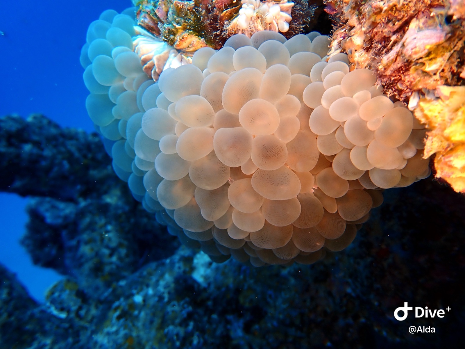 Photo of Bubble coral (Plerogyra sinuosa)