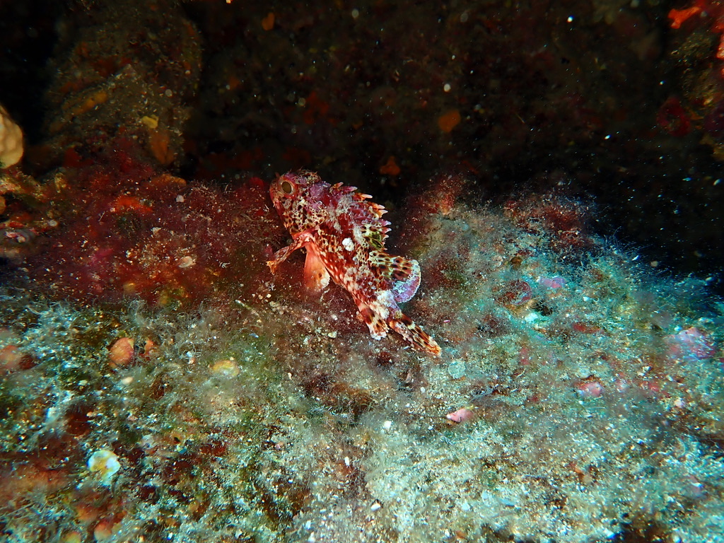 Photo of Small red scorpionfish (Scorpaena notata)