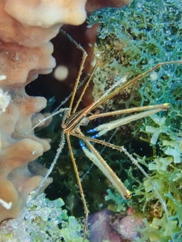 Photo of Arrow Crab (Stenorhynchus seticornis)
