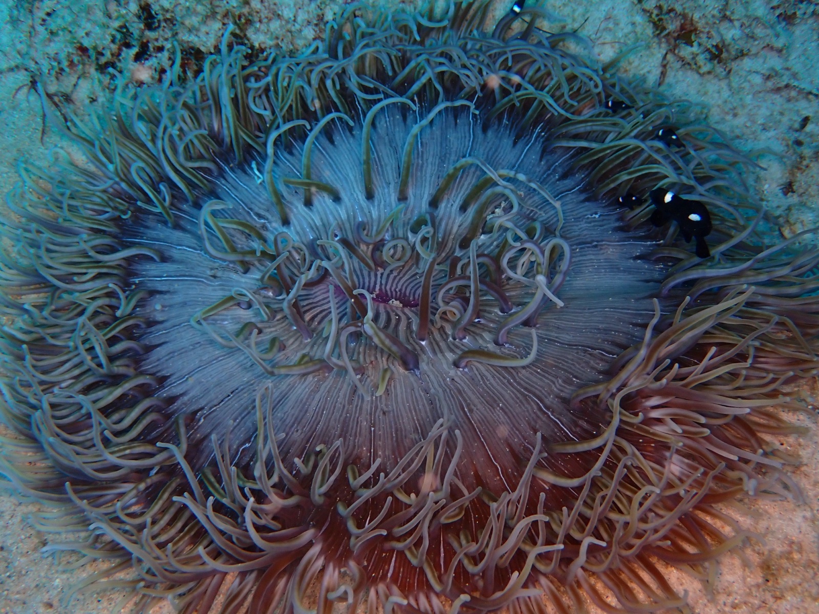 Photo of Beadlet anemone (Actinia equina)