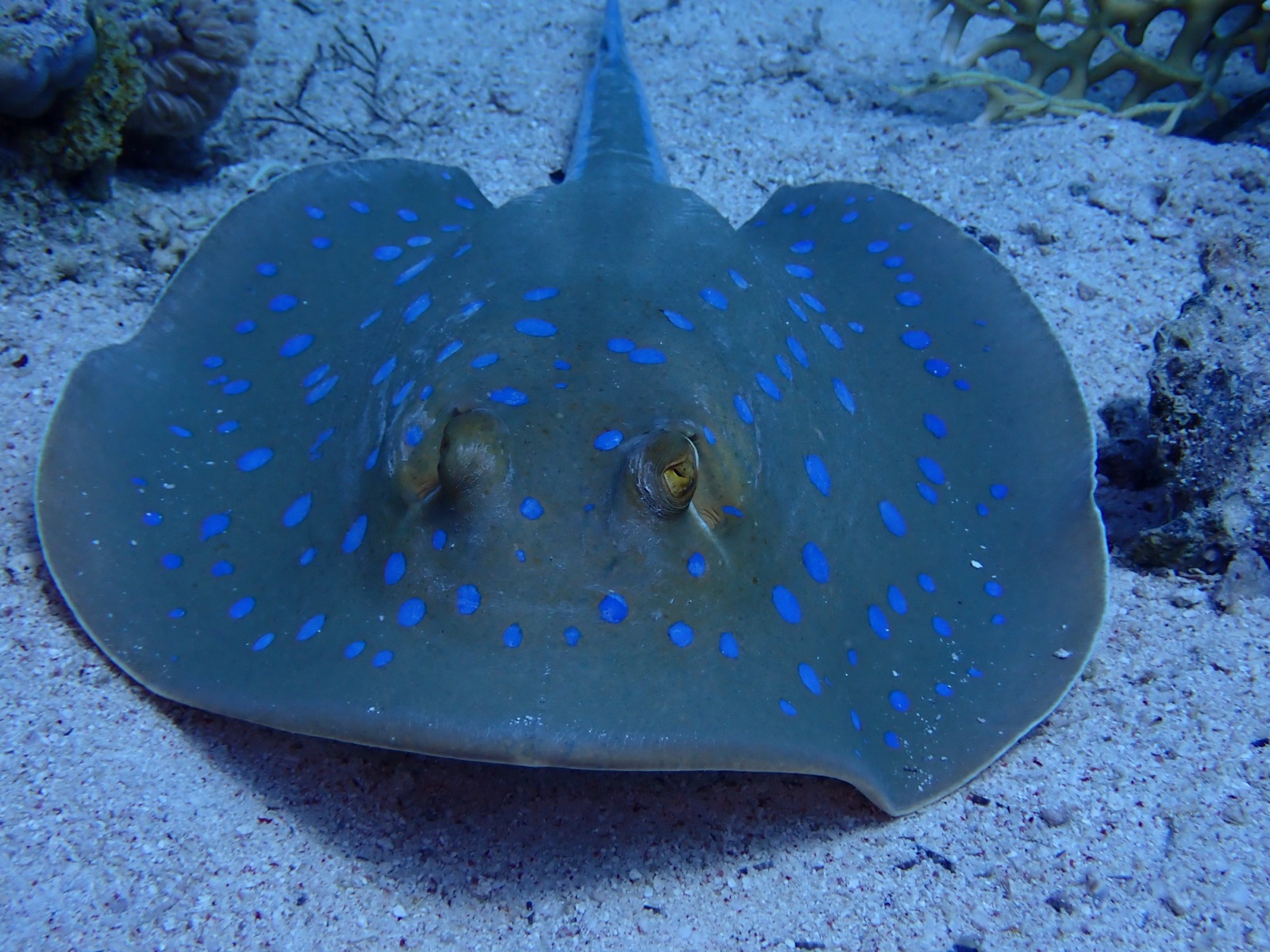 Photo of Bluespotted ribbontail ray (Taeniura lymma)