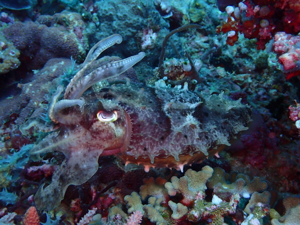 Photo de Seiche à larges mains (Sepia latimanus)