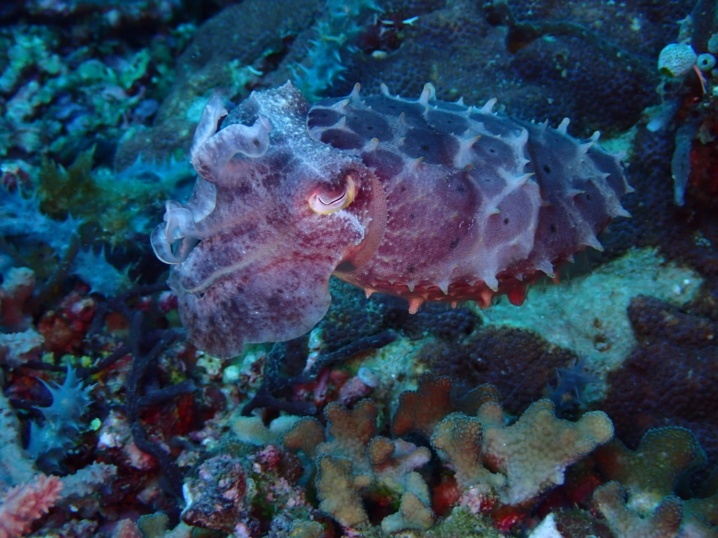 Photo de Seiche à larges mains (Sepia latimanus)