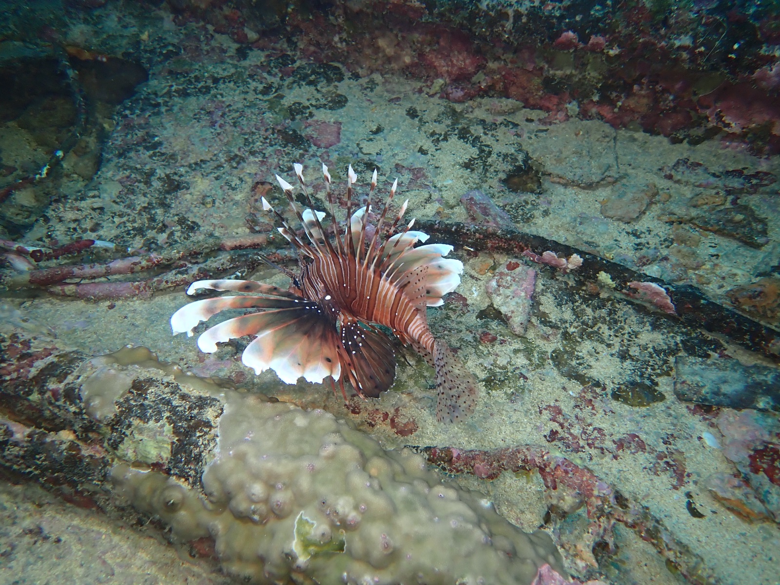 Photo de Poisson-lion diable (Pterois miles)