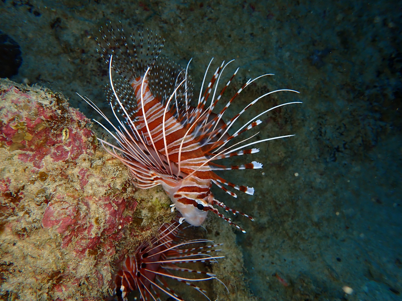 Photo de Rascasse plumes (Pterois antennata)