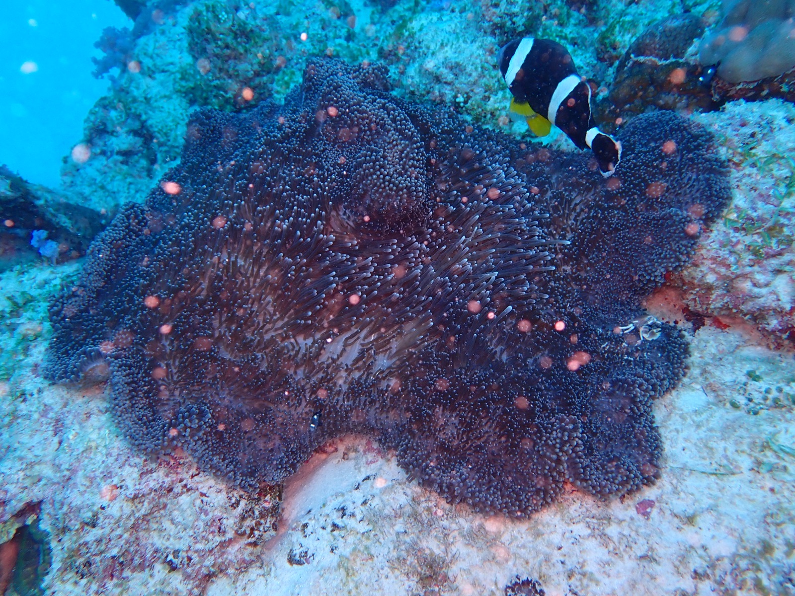 Photo of Haddon's anemone (Stichodactyla haddoni)