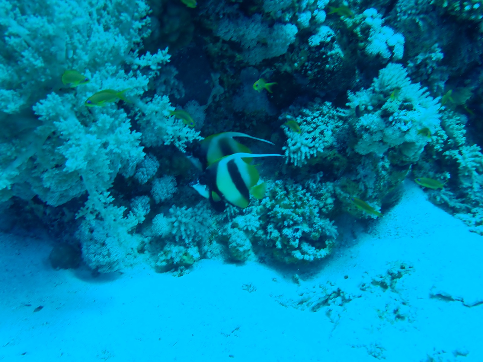 Photo de Idole mer Rouge (Heniochus intermedius)