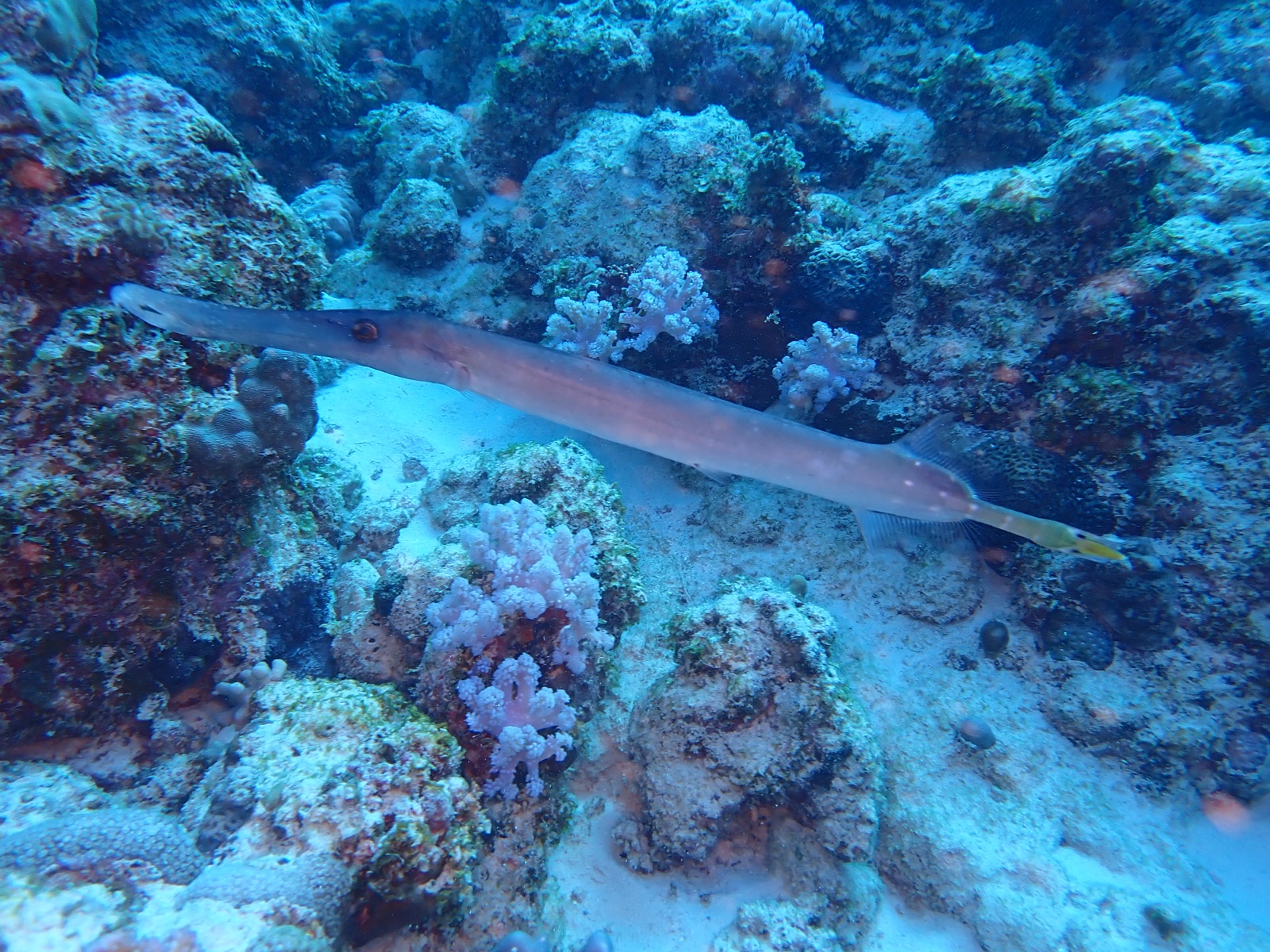 Photo of Pacific trumpetfish (Aulostomus chinensis)