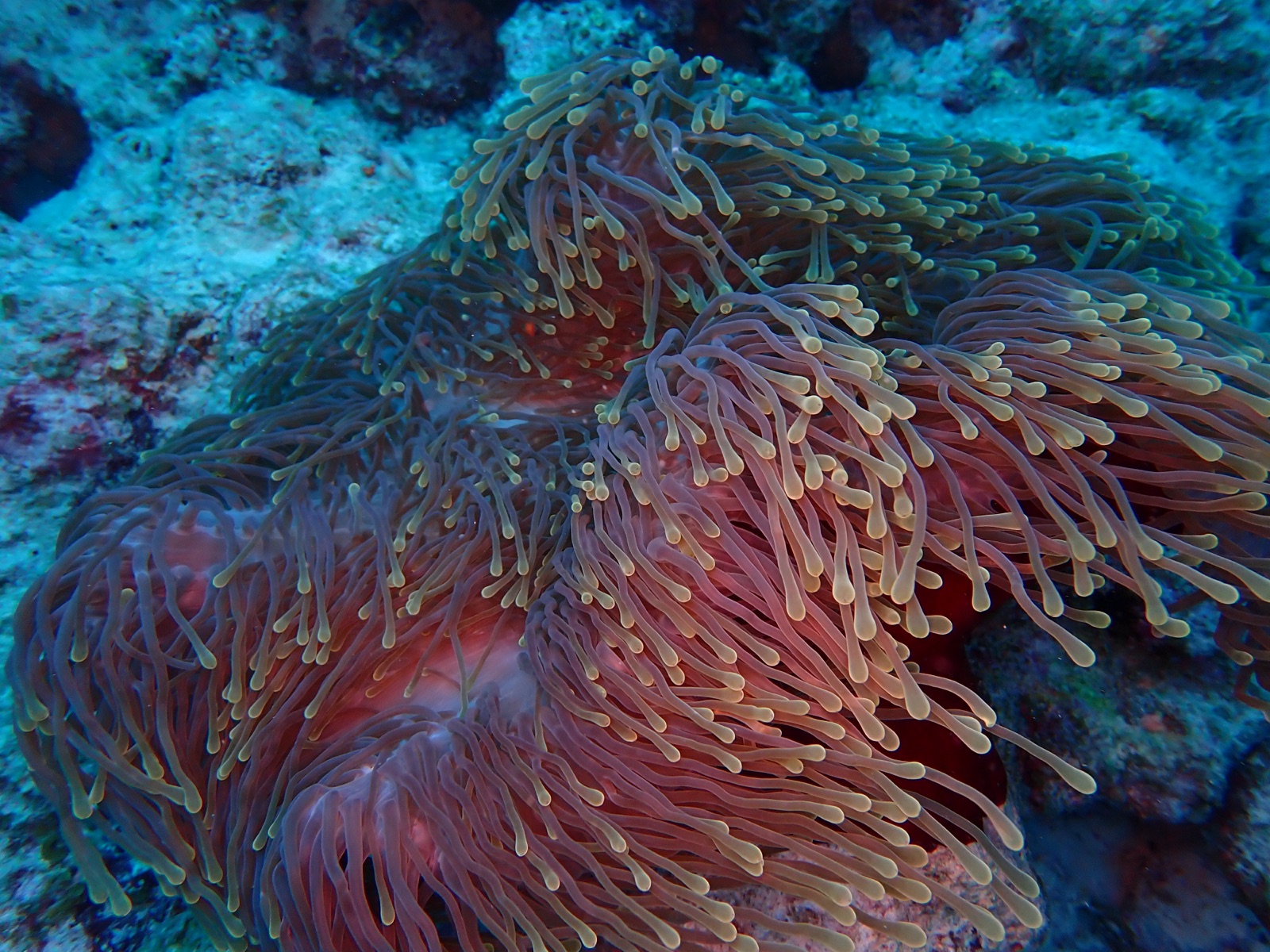 Photo of Magnificent anemone (Heteractis magnifica)