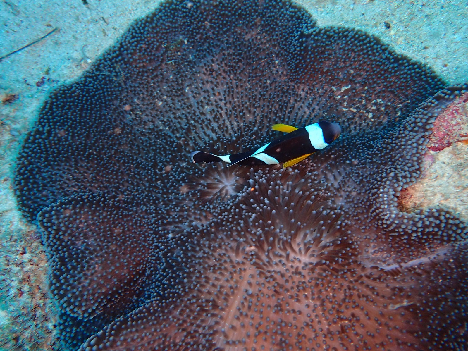 Photo of Saddleback Clownfish (Amphiprion polymnus)