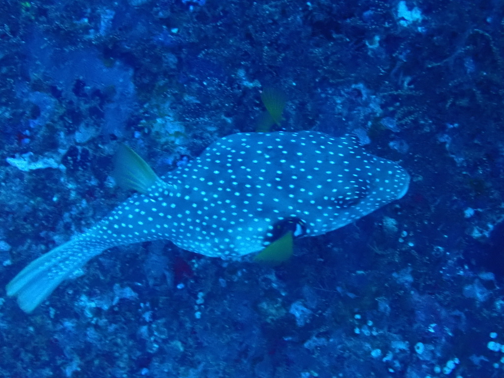 Photo of Guinea fowl puffer (Arothron meleagris)