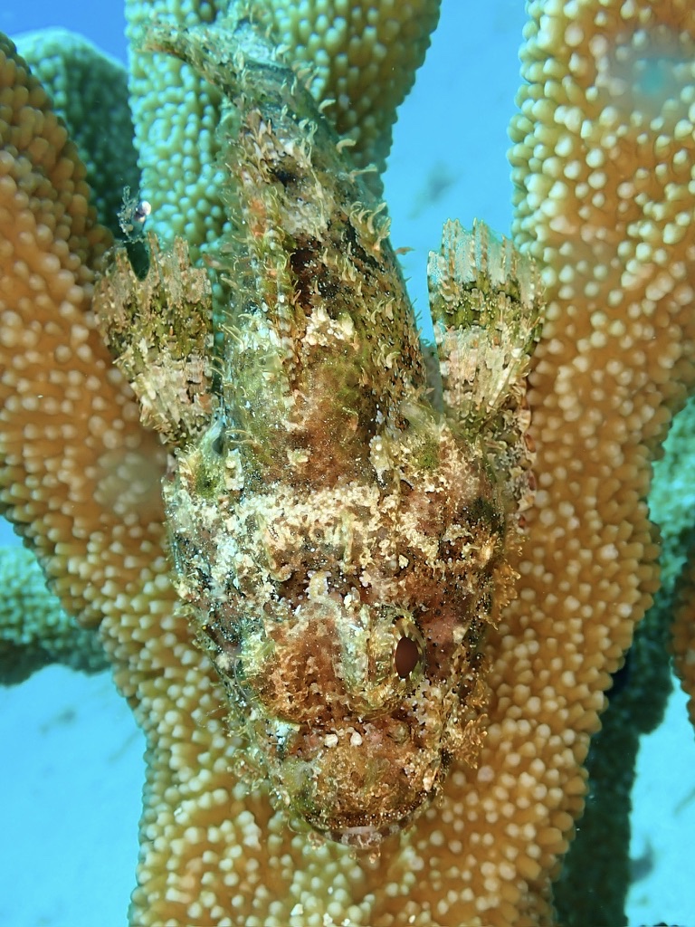 Photo of Spotted scorpionfish (Scorpaena plumieri)