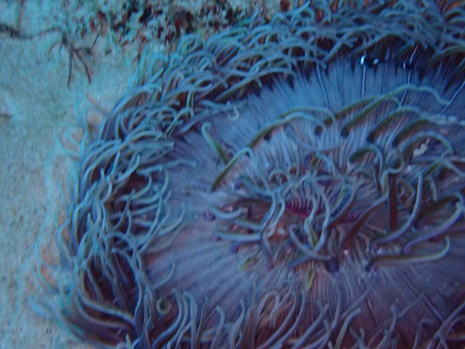 Photo of Snakelocks anemone (Anemonia viridis)
