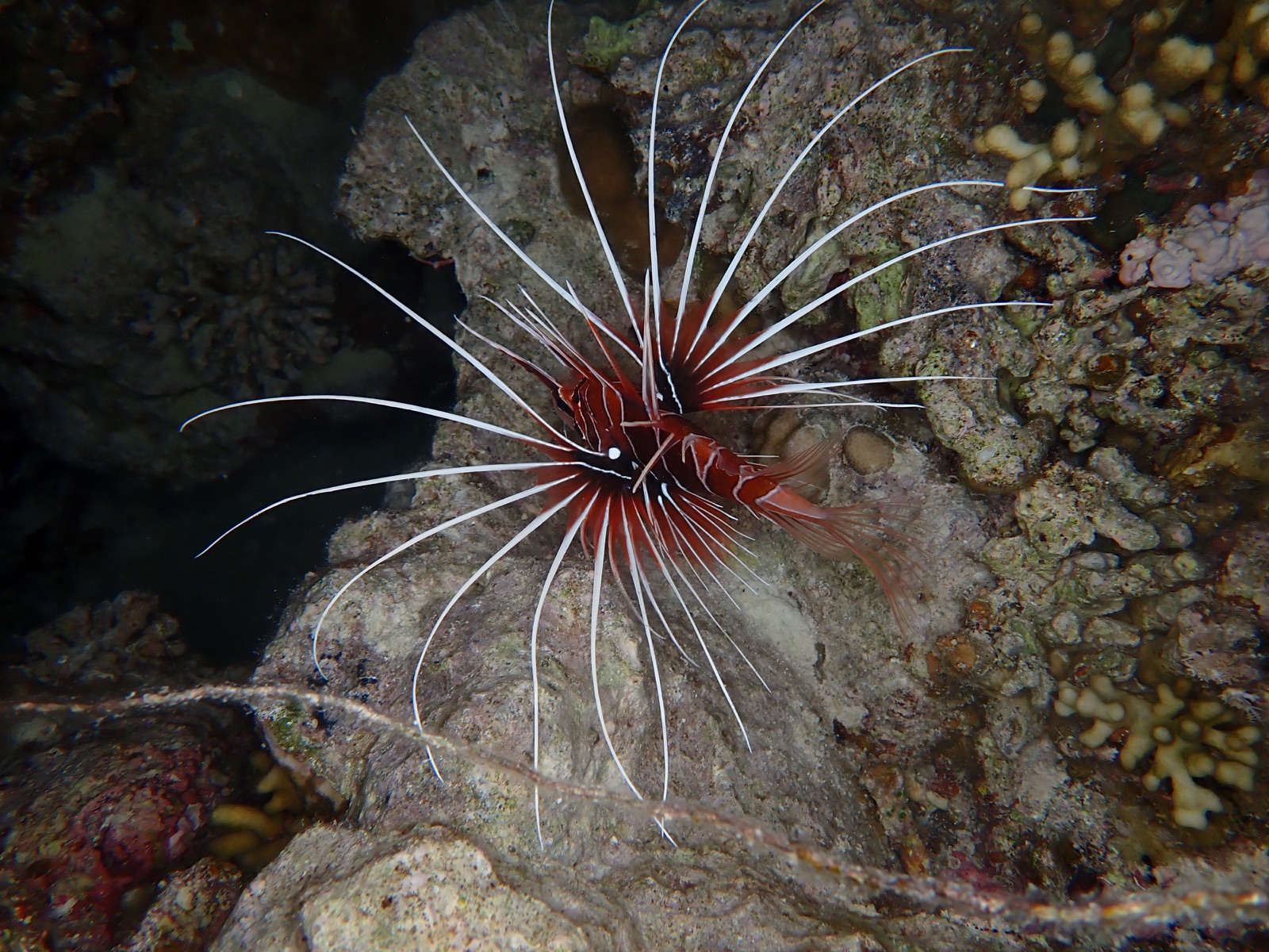 Photo of Clearfin lionfish (Pterois radiata)