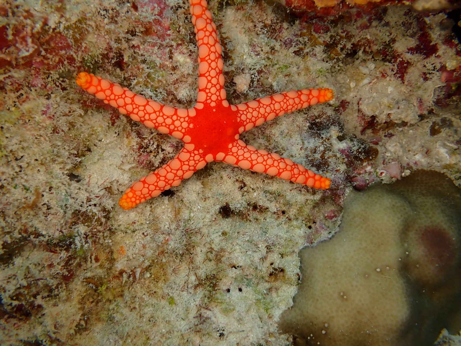 Photo of Necklace sea star (Fromia monilis)