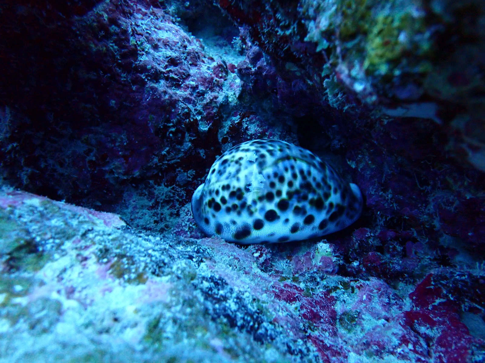 Photo of Tiger Cowrie (Cypraea tigris)
