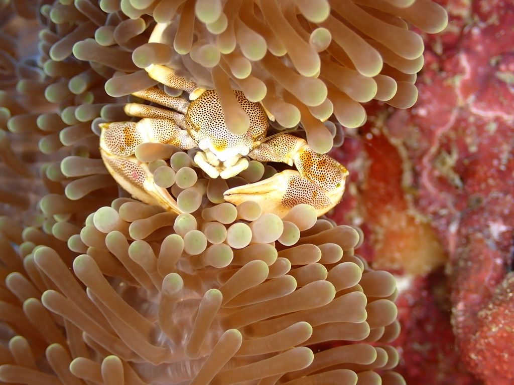 Photo of Porcelain anemone crab (Neopetrolisthes maculatus)
