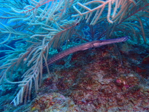 Photo of Caribbean trumpetfish (Aulostomus maculatus)