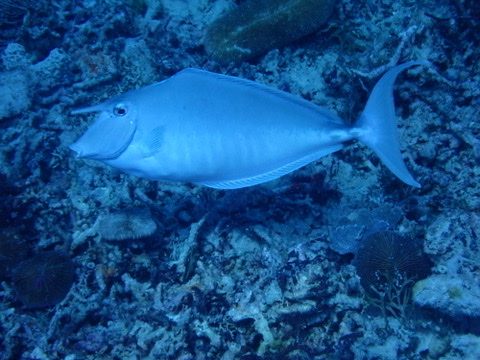 Photo of Unicornfish (Naso unicornis)