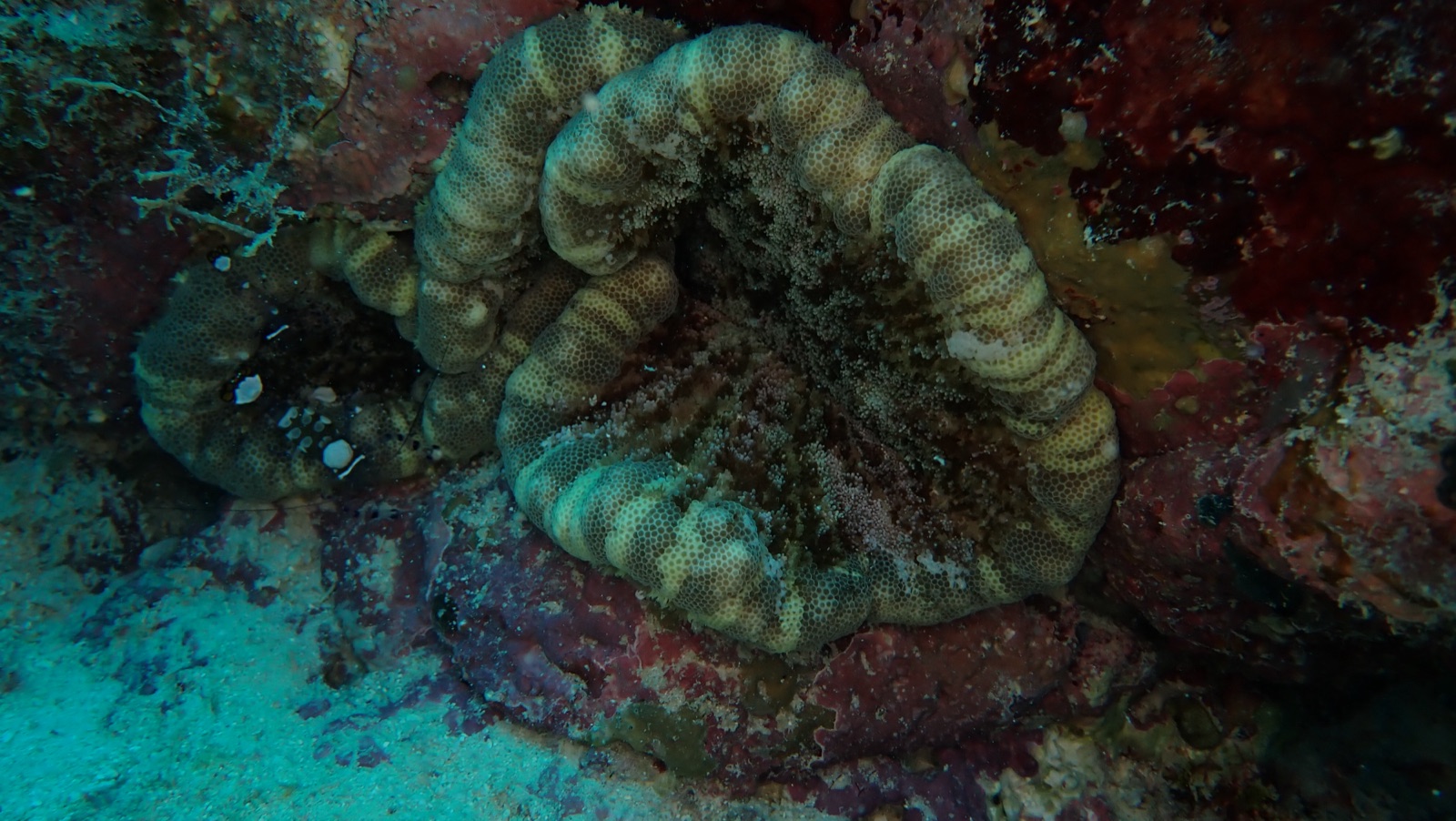 Photo of Fleshy brain coral (Lobophyllia hemprichii)