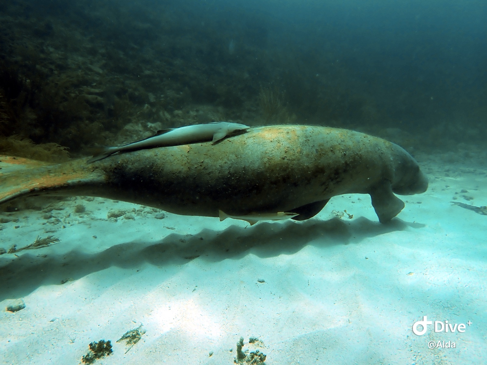 Photo of Dugong (Dugong dugon)