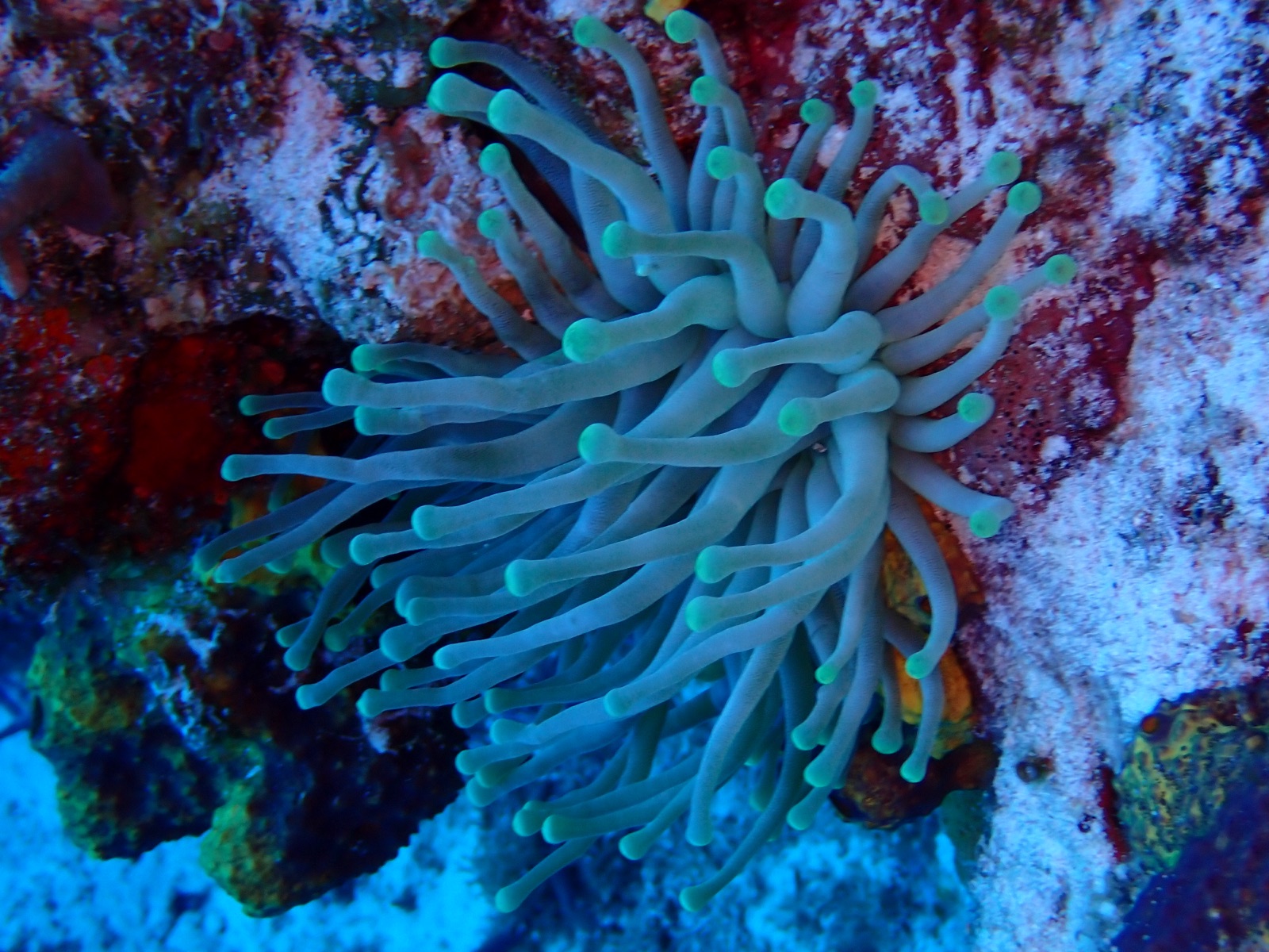 Photo of Giant Caribbean anemone (Condylactis gigantea)