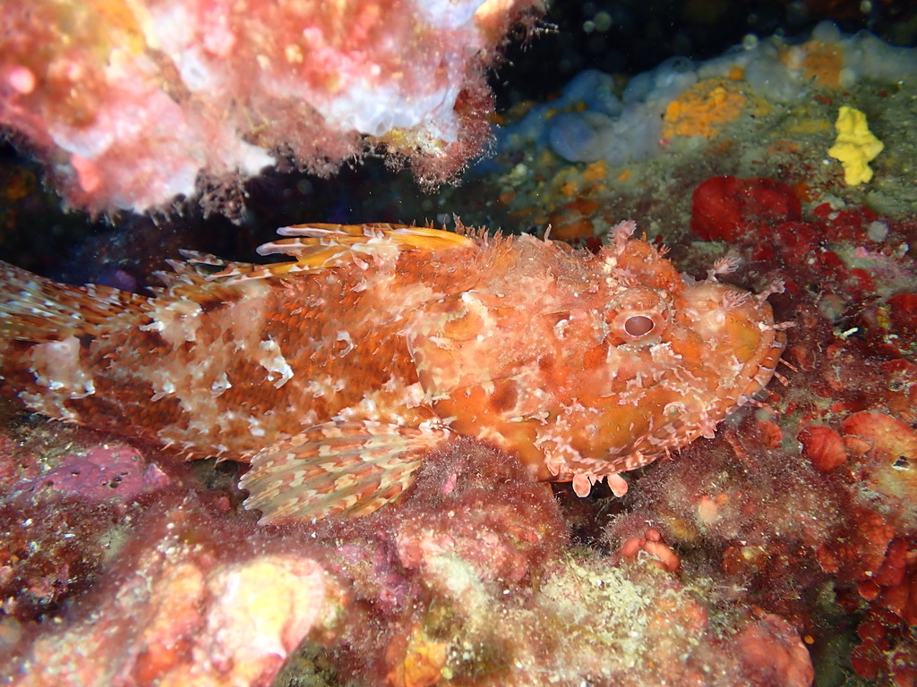 Photo of Red scorpionfish (Scorpaena scrofa)