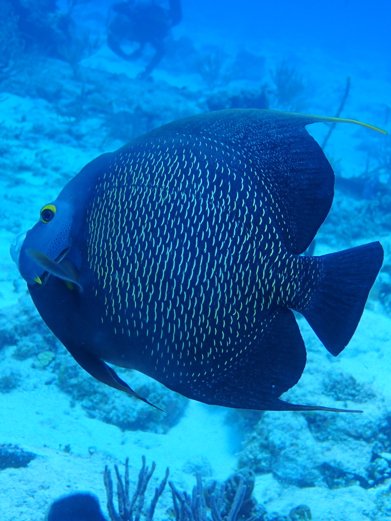 Photo of French angelfish (Pomacanthus paru)