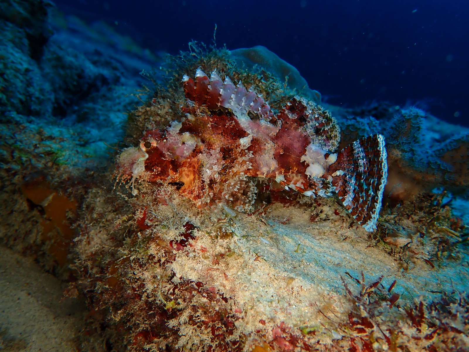 Photo of Red scorpionfish (Scorpaena scrofa)