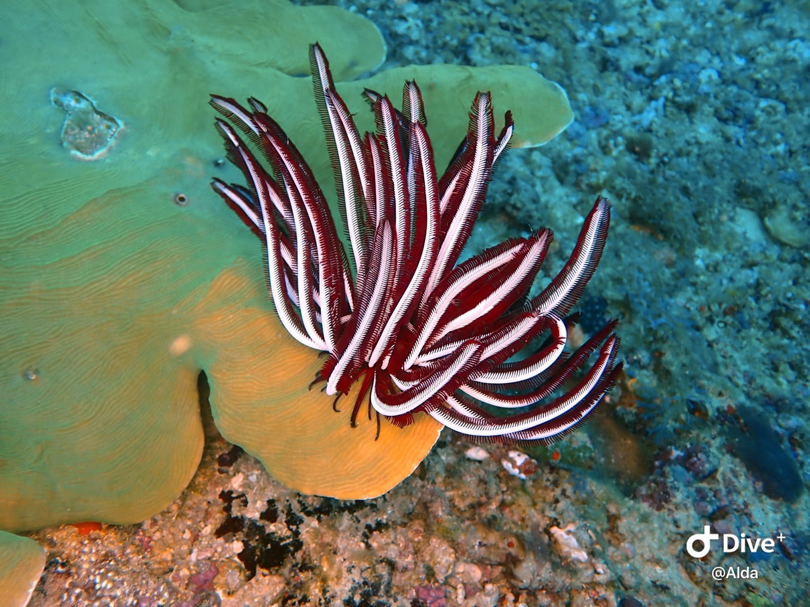 Photo of Red feather star (Himerometra robustipinna)