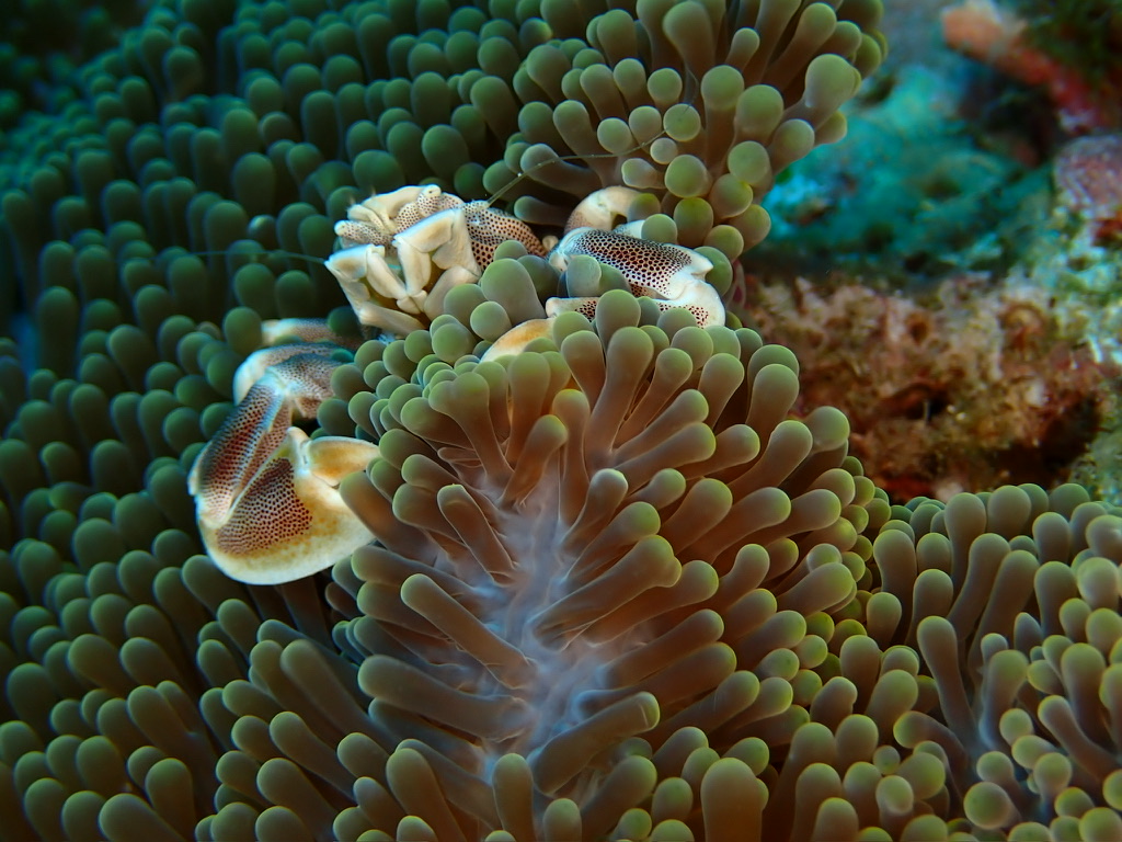 Photo of Porcelain anemone crab (Neopetrolisthes maculatus)