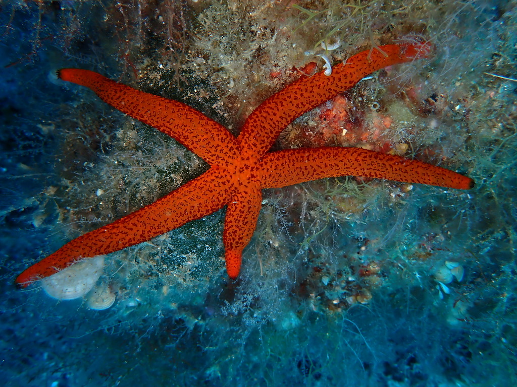 Photo of Red sea star (Echinaster sepositus)