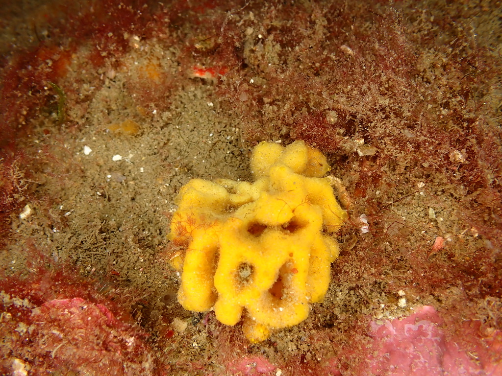 Photo of Yellow tube sponge (Aplysina aerophoba)