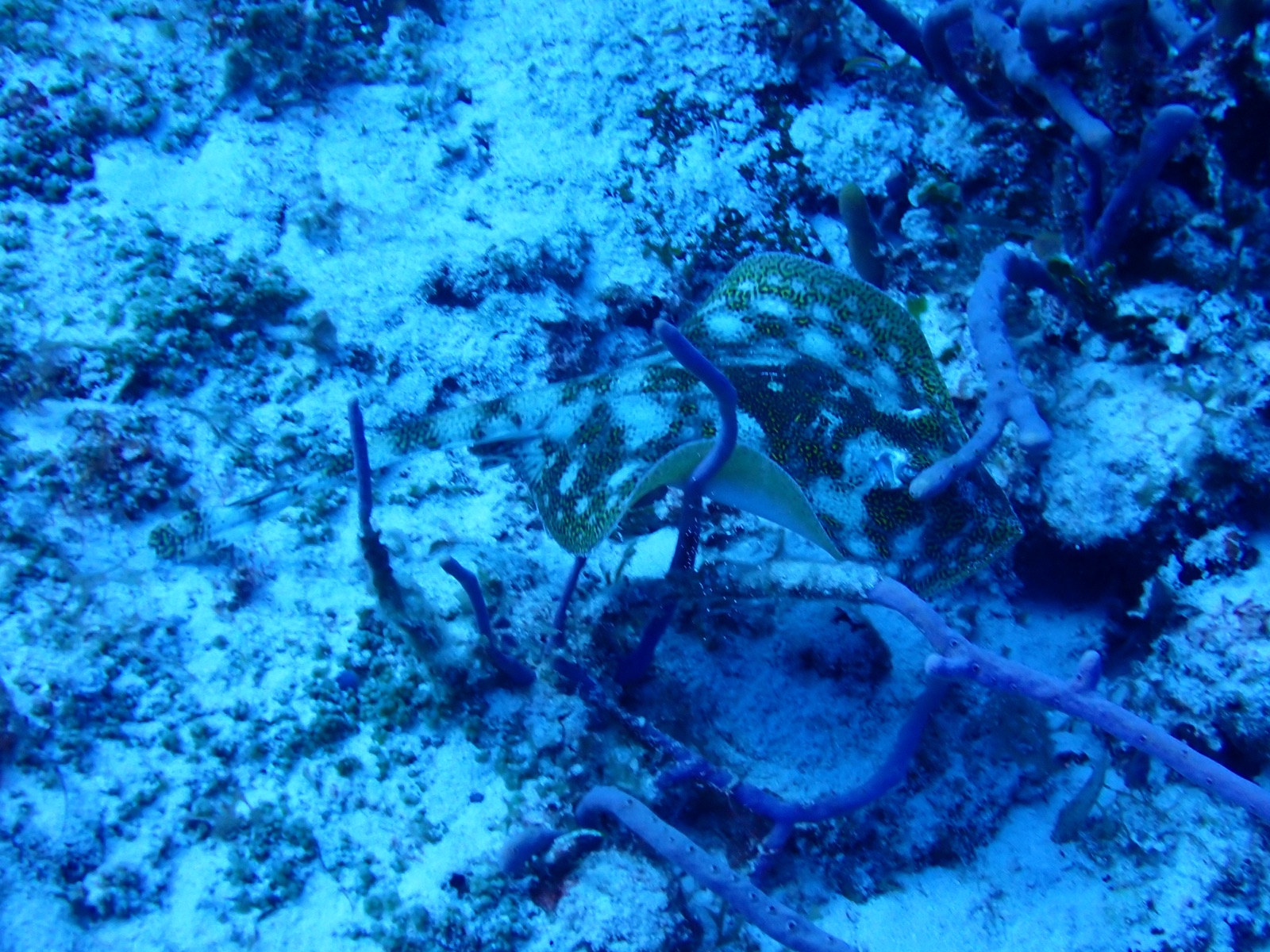 Photo of Caribbean reef octopus (Octopus briareus)