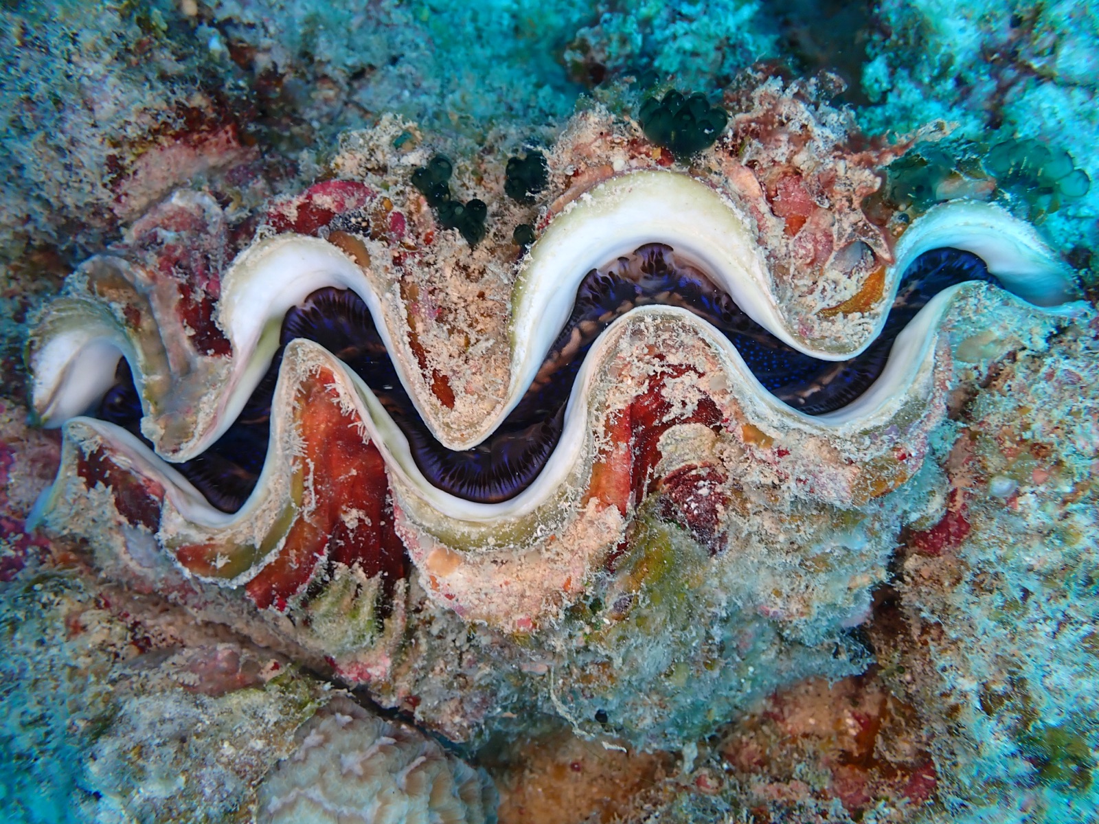 Photo de Benitier ecailleux (Tridacna squamosa)