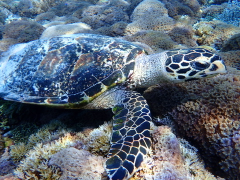 Photo of Hawksbill turtle (Eretmochelys imbricata)