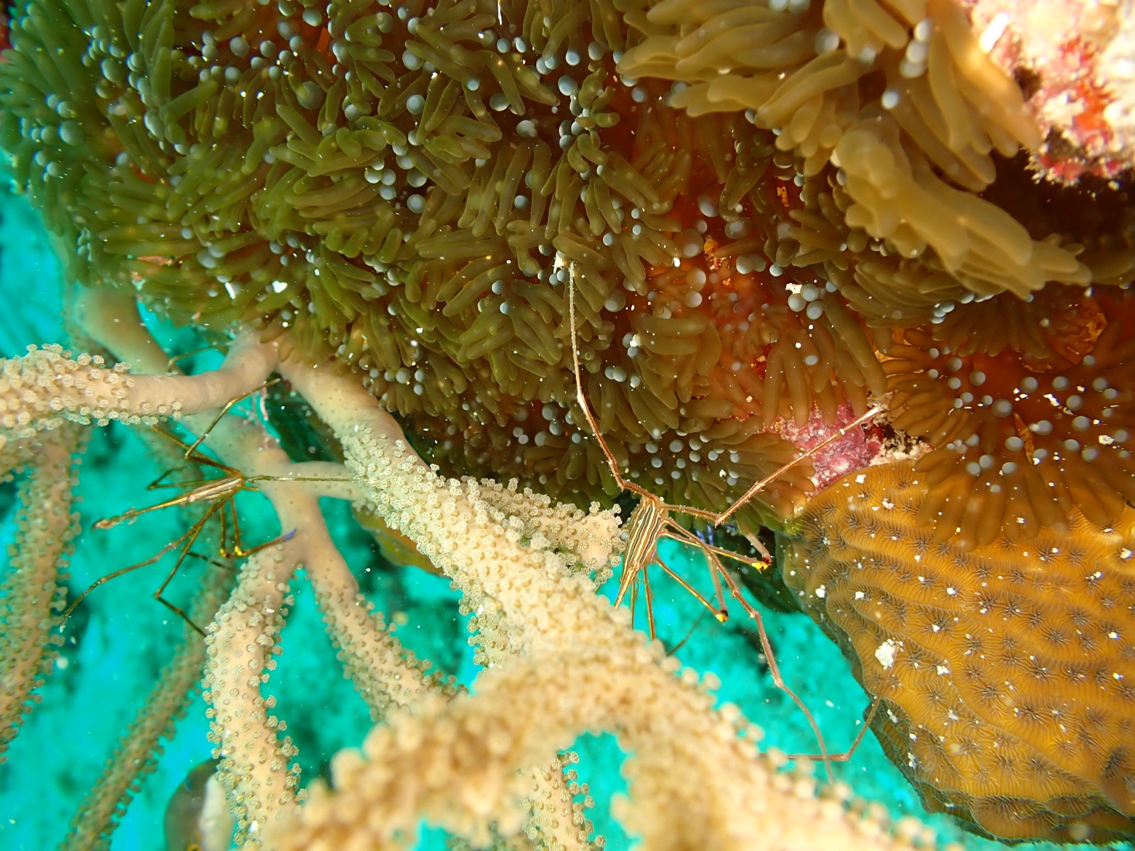 Photo of Arrow Crab (Stenorhynchus seticornis)