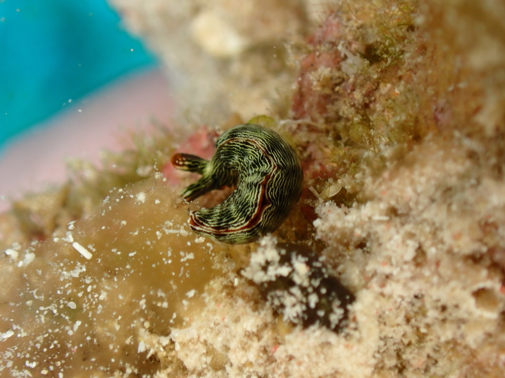 Photo of Graceful thuridilla (Thuridilla gracilis)