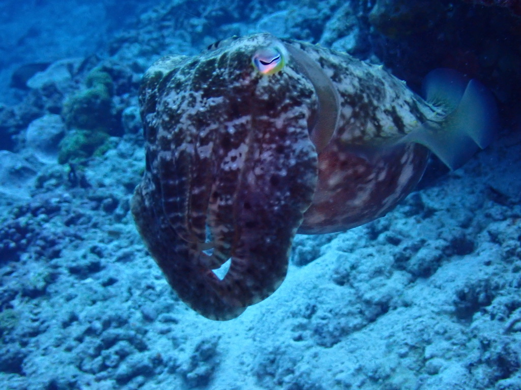 Photo of Pharaoh Cuttlefish (Sepia pharaonis)