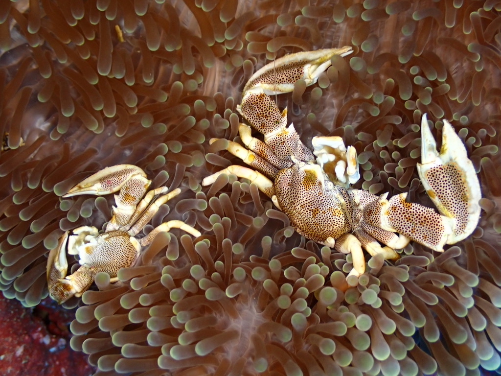 Photo of Porcelain anemone crab (Neopetrolisthes maculatus)