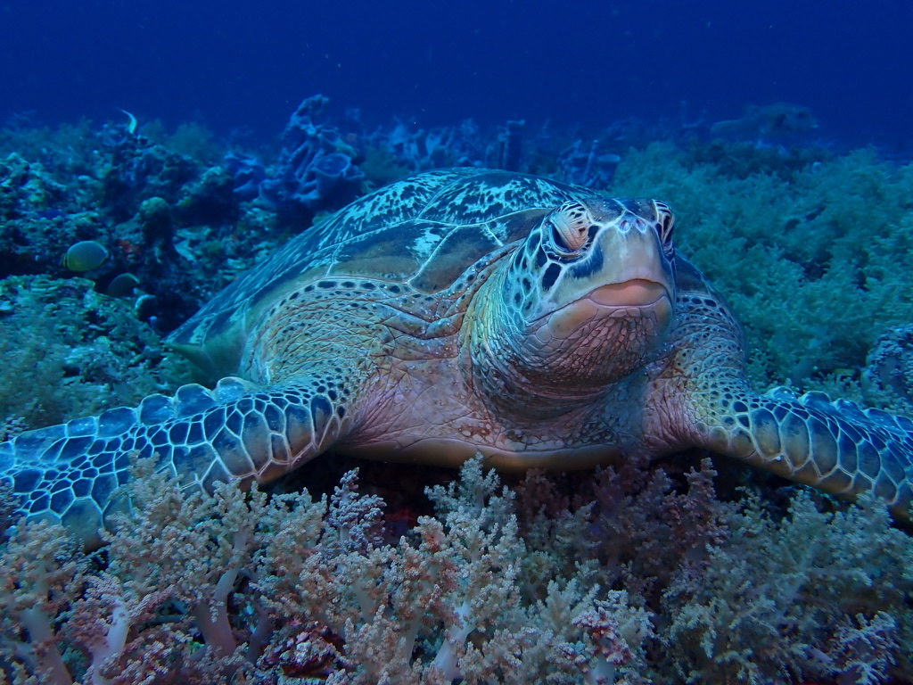 Photo of Green sea turtle (Chelonia mydas)