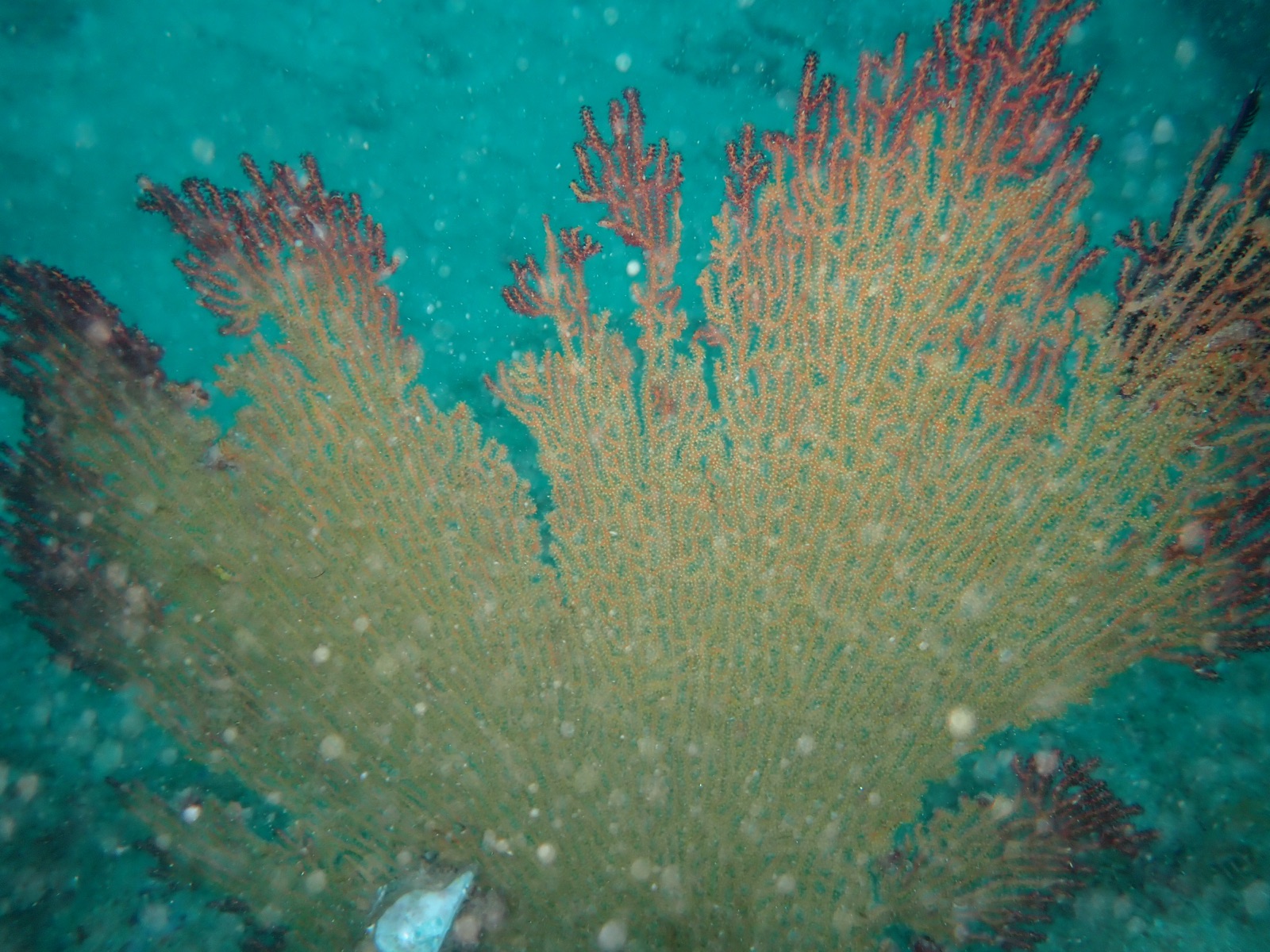 Photo of Common sea fan (Gorgonia ventalina)