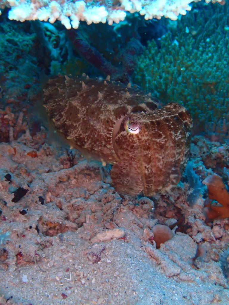 Photo of Pharaoh Cuttlefish (Sepia pharaonis)