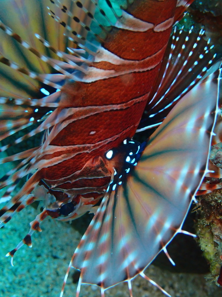 Photo de Poisson-lion diable (Pterois miles)