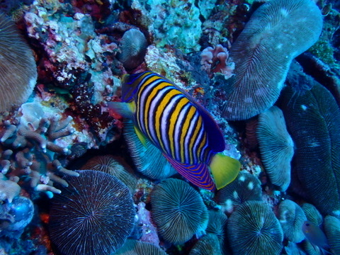 Photo of Regal angelfish (Pygoplites diacanthus)