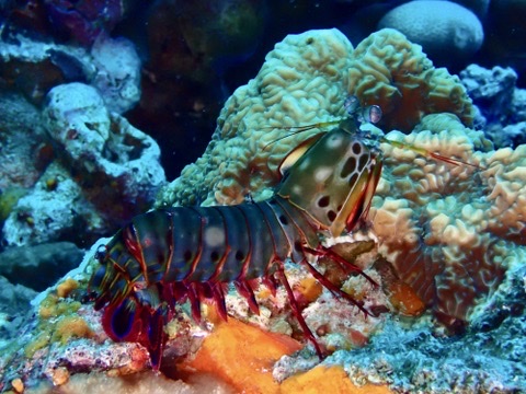 Photo of Peacock mantis shrimp (Odontodactylus scyllarus)