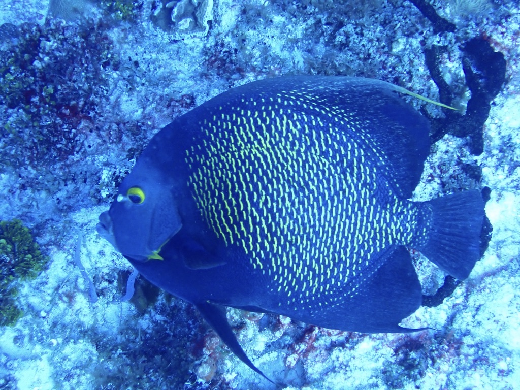 Photo of French angelfish (Pomacanthus paru)