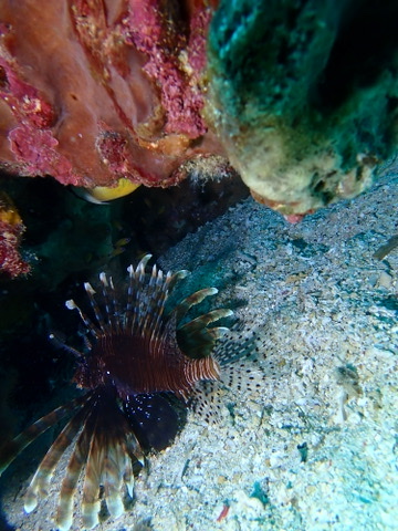 Photo de Poisson-lion diable (Pterois miles)