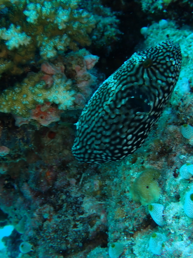 Photo of White-spotted puffer (Arothron hispidus)