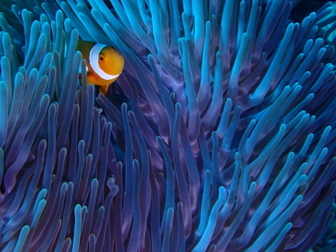 Photo of False clownfish (Amphiprion ocellaris)